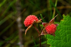 thimble berries