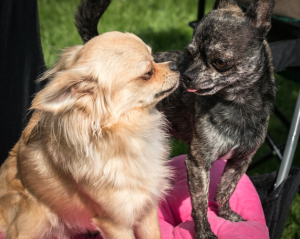 dogs licking
