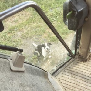Dirty dog, dirty tractor.
