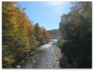 fleeting, foliage, stream