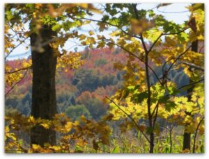 foliage, fleeting, leaf peeping