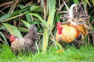 The high cost of Cage Free Chickens