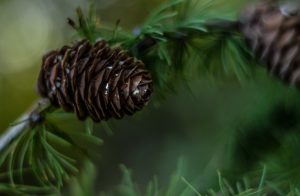 Pine cone in coniferous tree; holiday traditions.