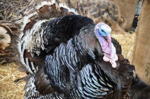 Live Turkey