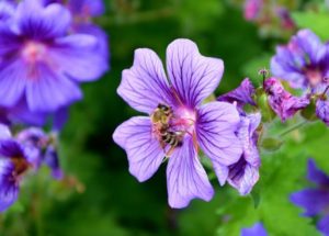 Reproductive Bee