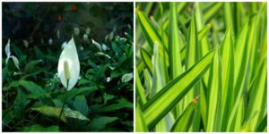 peace lily and snake plant are hearty houseplants