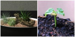 air plant and bean shoot