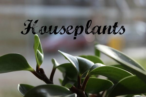 Hearty Houseplants for Neglectful Plant Parents houseplant