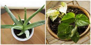 aloe vera and pothos houseplants