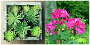 succulent plant and geranium