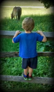 Calm boy watching horse I want to be good enough for my family.