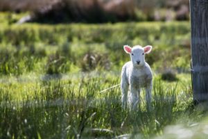March either comes in or goes out like a lamb.