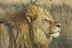 March comes in, or goes out, like a lion.