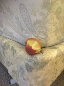 apple core