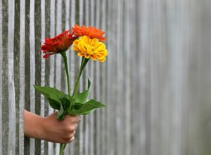 tit for tat flowers giving