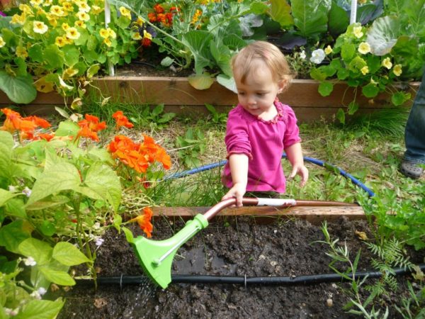 Vegetable Gardening with Children: 5 Plants to Start from Seed with Your Kids Kids Gardening