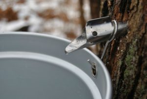 Sap