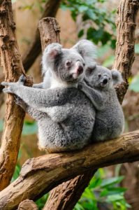 animal mom