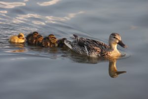 Animal moms