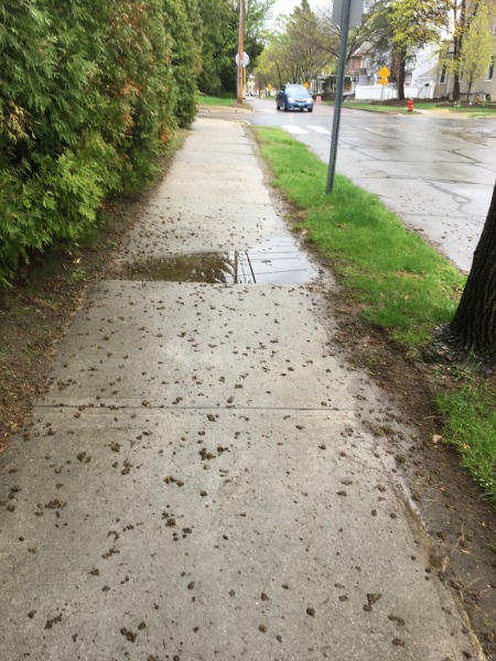 spring, rain, rainy commute
