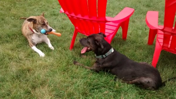 dogs, pets- clearly not making new friends.