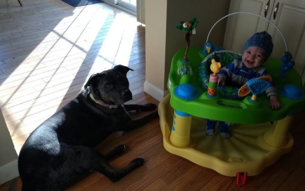 dog, baby, activity center