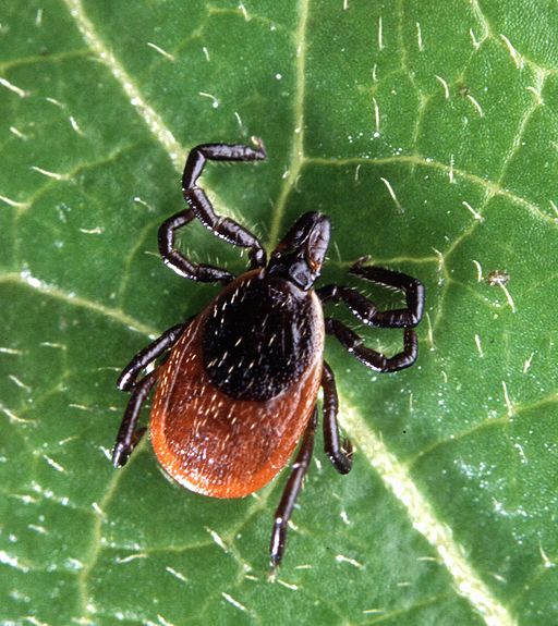 Ticks: Prevention, Detection, and Removal Tips for Families Adult Deer Tick