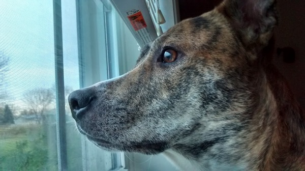 Kid Mom/Dog Mom: 7 Reasons Why it’s Great to Have 2 Dogs and a Baby dogs, pets, pet parents