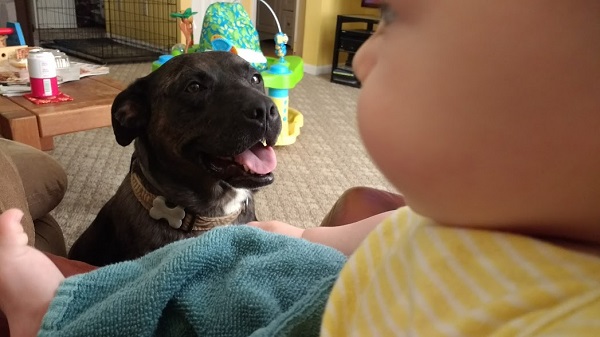 dogs, pets, baby