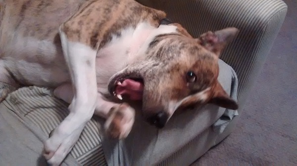 dogs, pets, pet parents