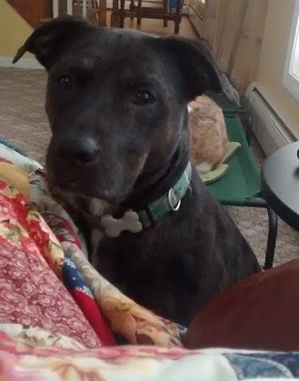 dogs, pets, pet parents