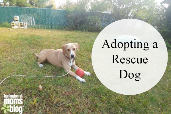 Adopting a Rescue Dog into your Family – What to Expect a rescue dog playing with a ball