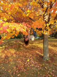 trees are good for the planet