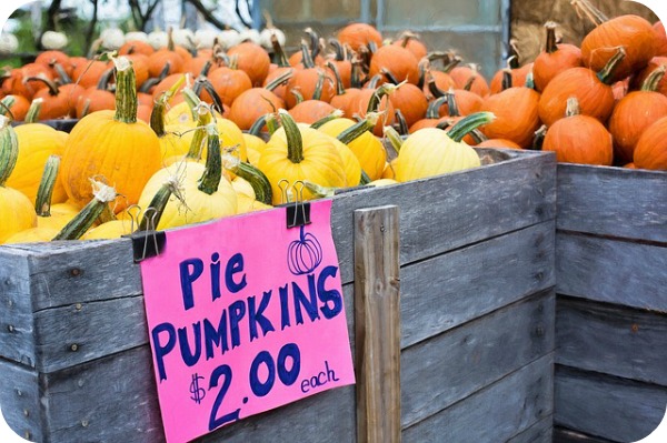 pie pumpkins to make pumpkin treats