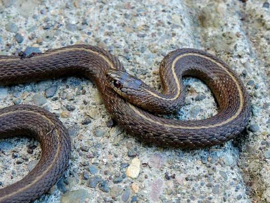 garter snake