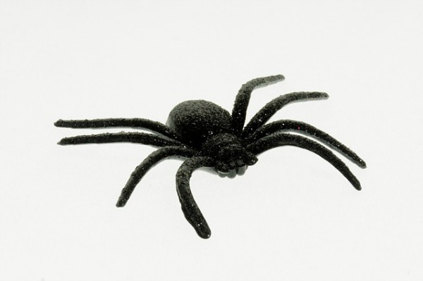 A black spider