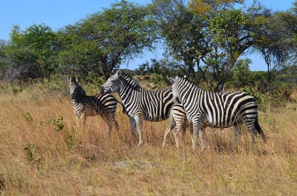 Preparing My Daughter for an 8,000 Mile International Vacation Without Me Three Zebras
