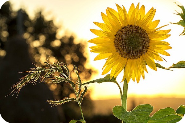 a sunflower growing in a kids' garden