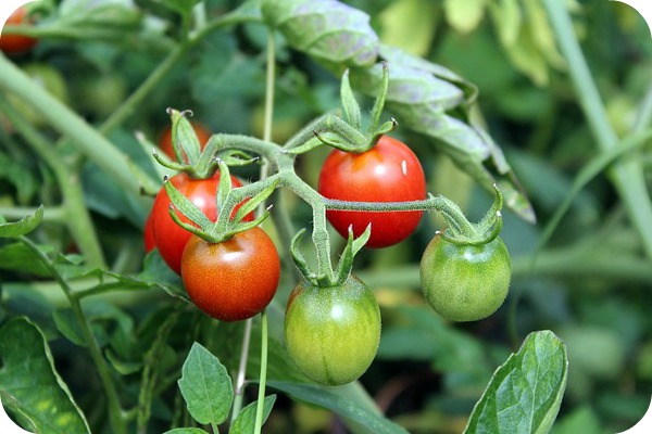 cherry tomatoes growing in a kids' garden