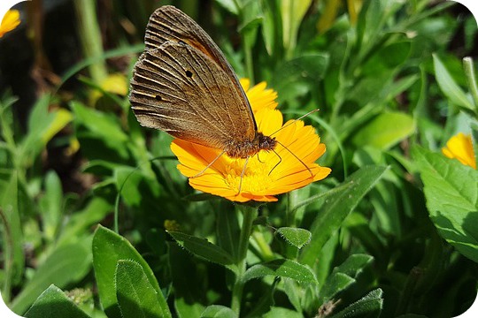 5 Spring Cleaning Tips to Help You Shake the Winter Blues a butterfly on a marigold in a kids' garden