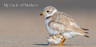 My Circle of Mothers: What Mother’s Day Means to Me