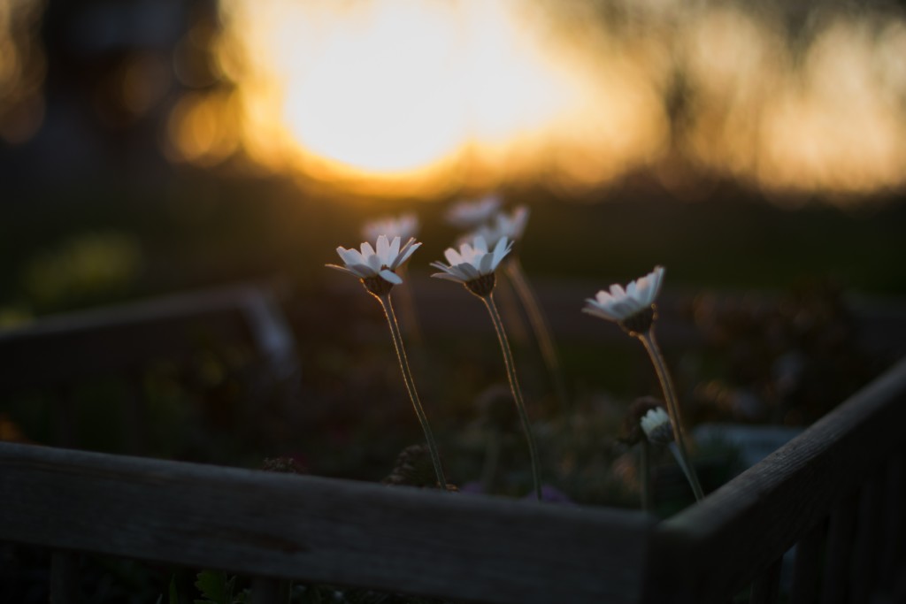 grow, plants, flowers, bloom