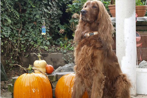 Give Your Pets a Happy Thanksgiving! – Our Top Tips dog sitting by pumpkins