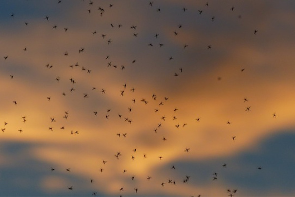 mosquitoes