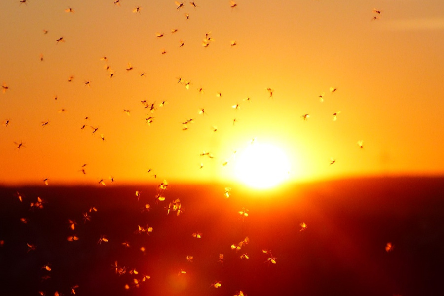 Mosquitoes – How to Enjoy the Outdoors Without the Bites! mosquitoes