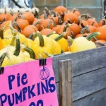 Vermont Fall featured image of pumpkins in wooden crates