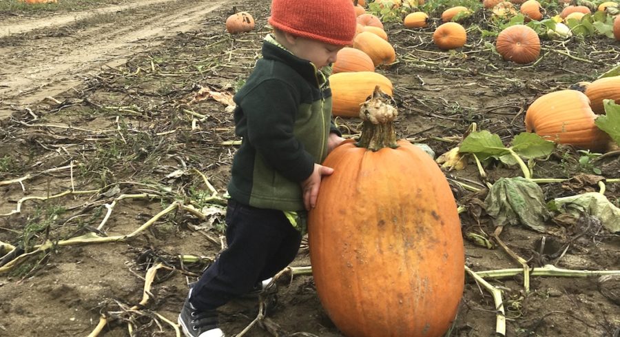 Family-Friendly Weekend Events in Vermont This October Pumpkin picking