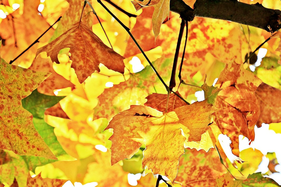 Fall Bucket List – Fun Activities for the Entire Family