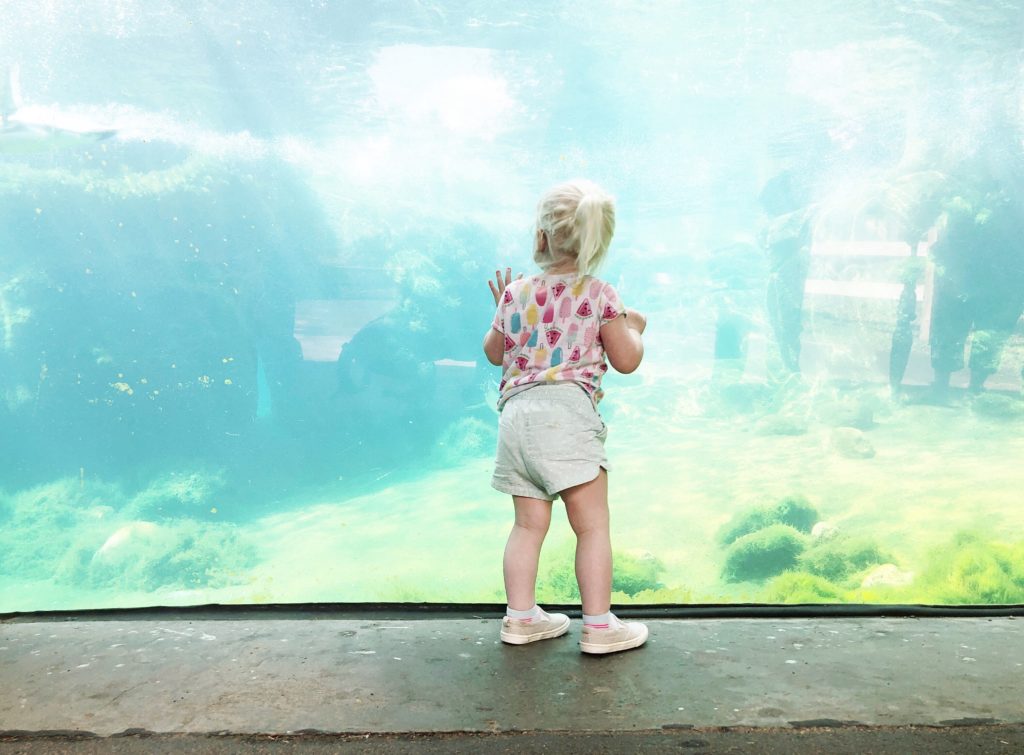 A child at the aquarium