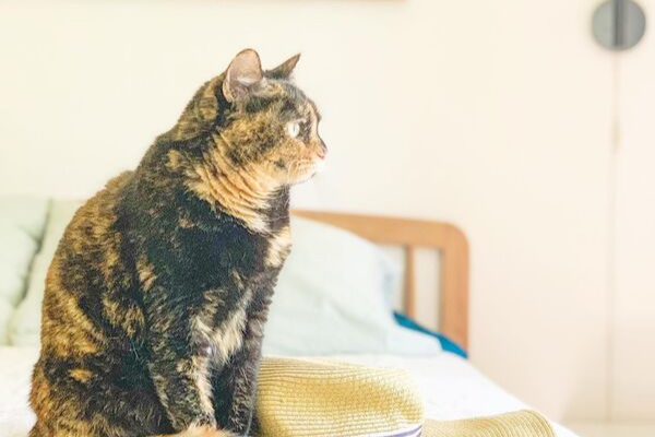 calico cat
